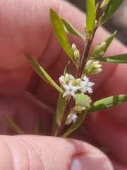 Styphelia mutica