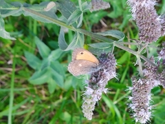 Coenonympha pamphilus