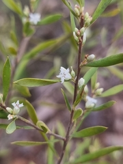 Styphelia mutica