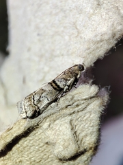 Acrobasis romanella