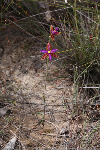 Image of Thelymitra pulcherrima by (c) Hugo Innes, some rights reserved (CC BY)