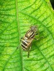 Eristalinus megacephalus