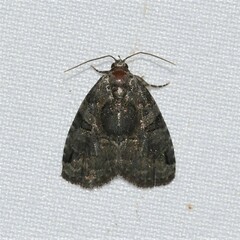 Pseudeustrotia indeterminata