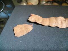 Anadenanthera colubrina