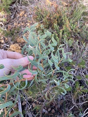 Hakea stenocarpa