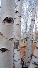 Betula pendula pendula