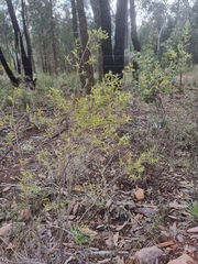 Styphelia mutica