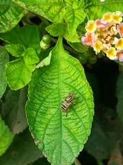 Eristalinus megacephalus
