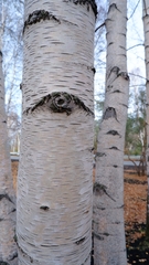 Betula pendula pendula