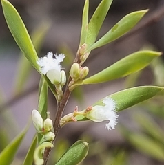 Styphelia mutica