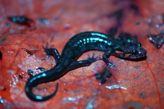 Desmognathus imitator