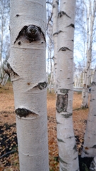 Betula pendula pendula