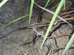 Pelophylax nigromaculatus