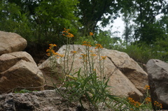 Erysimum amurense