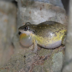 Scinax nasicus