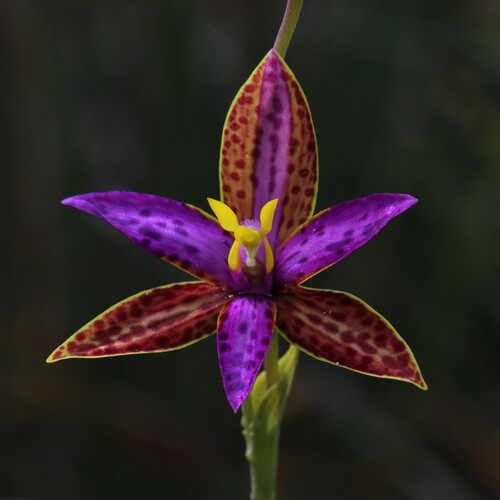 Image of Thelymitra pulcherrima by (c) Hugo Innes, some rights reserved (CC BY)