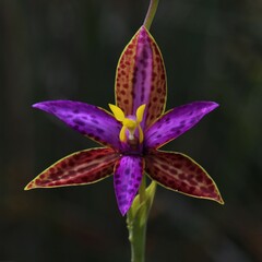 Thelymitra pulcherrima