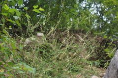 Astragalus melilotoides