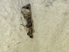 Pseudacrobasis tergestella