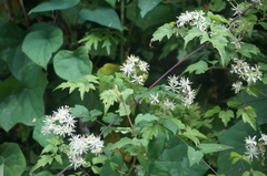 Clematis brevicaudata