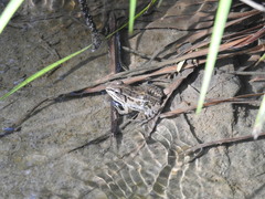 Pelophylax nigromaculatus