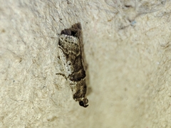 Pseudacrobasis tergestella