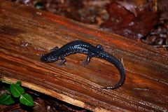 Plethodon teyahalee