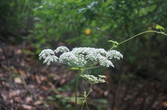 Ligusticum jeholense