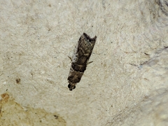 Pseudacrobasis tergestella