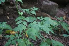 Ligusticum jeholense