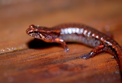 Desmognathus wrighti