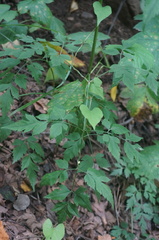 Ligusticum jeholense