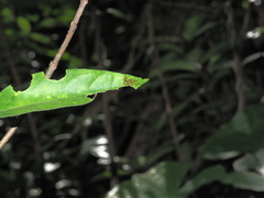 Acanthocoris sordidus
