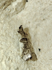 Pseudacrobasis tergestella