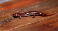 Desmognathus wrighti