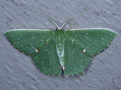 Prasinocyma iosticta