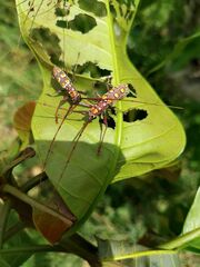 Olenecamptus siamensis