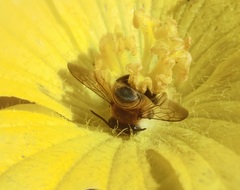 Megachile rufovittata