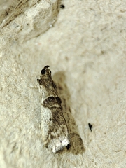 Pseudacrobasis tergestella