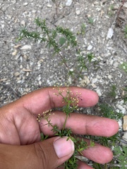 Galium humifusum