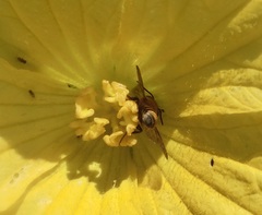 Megachile rufovittata