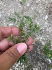 Galium humifusum