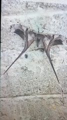 Copiopteryx
