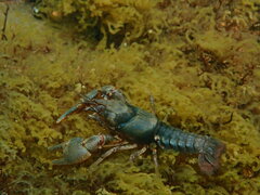 Cambarus howardi