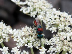 Chrysis bicolor