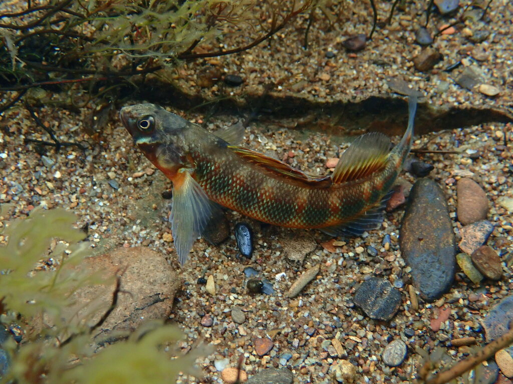 Gilt darter in June 2022 by Daniel Folds · iNaturalist