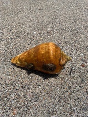 Titanostrombus galeatus