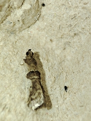 Pseudacrobasis tergestella