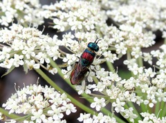 Chrysis bicolor