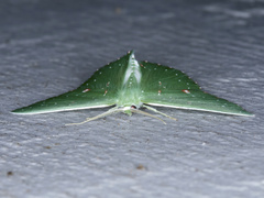 Prasinocyma iosticta